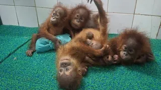 Nasib 5 Bayi Orang Utan di India yang Diduga dari Sumatera, Diamankan di Kebun Binatang dan Tunggu Pemulangan