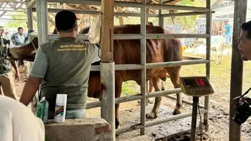 Prosedur Pengajuan Bantuan Pakan Ternak 33.430 Ton di Aceh via E-Banper