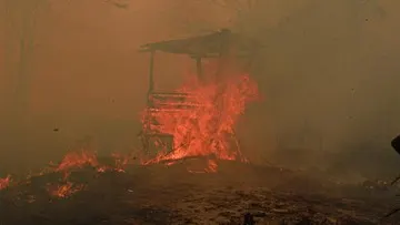 Data BPBD, 936 Hektare Hutan dan Lahan Terbakar di Kalimantan Timur