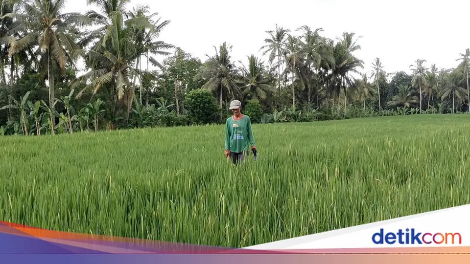 Dampak Program PESAT Terhadap Ketahanan Pangan dan Ekonomi Malinau