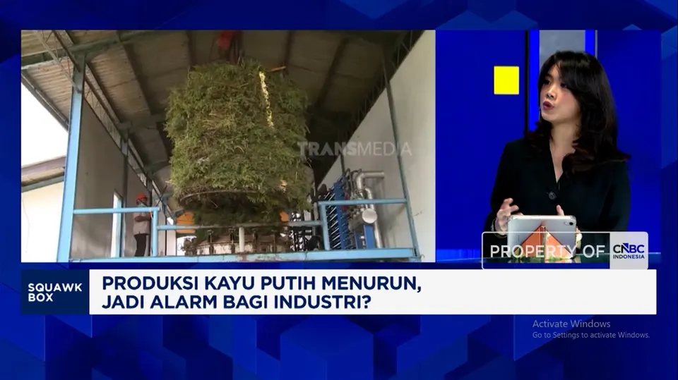 Tren Penurunan Produksi Minyak Kayu Putih Indonesia dan Dampaknya pada Industri