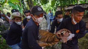 Evakuasi Harimau Sumatra Usai Makan Ternak dan Dampak Ekonomi Warga