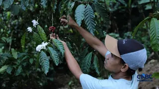 Daya Beli Petani Sayuran-Buah Turun, Mentan Ungkap Biang Keroknya