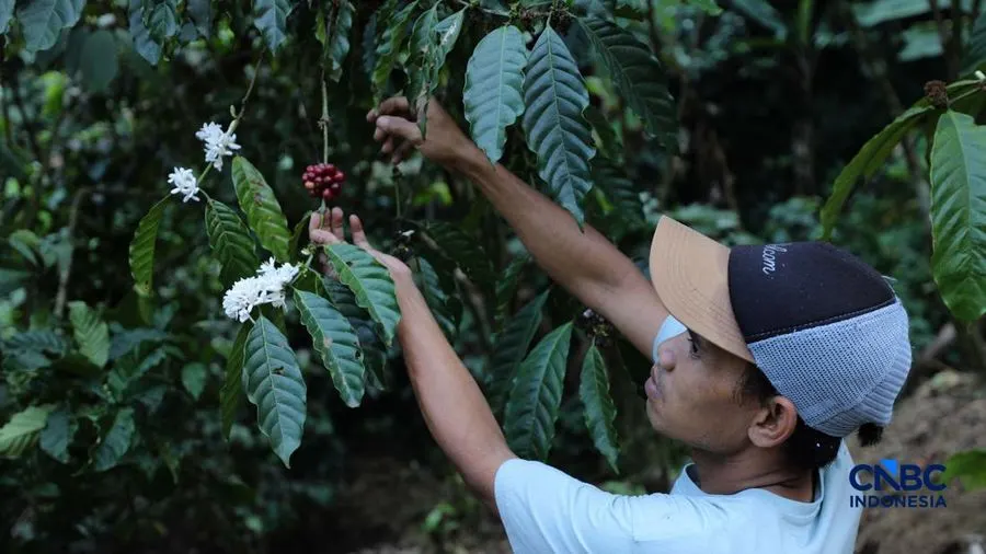Daya Beli Petani Sayuran-Buah Turun, Mentan Ungkap Biang Keroknya