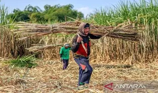 Optimalisasi Peluang Ekonomi Agribisnis dari Kebijakan Kebun Tebu Pabrik Rafinasi