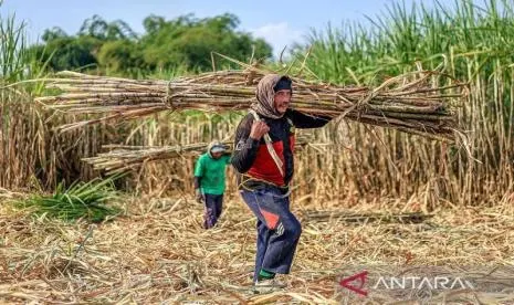 Optimalisasi Peluang Ekonomi Agribisnis dari Kebijakan Kebun Tebu Pabrik Rafinasi