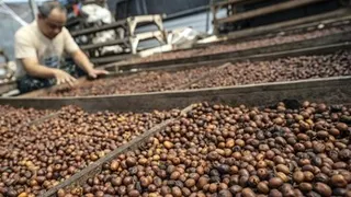 Nilai Ekspor Kopi Olahan Indonesia Tembus Rp 12,3 Triliun, Ini Peluang Produk Lokal di Pasar Global