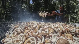 Peran Kopra sebagai Sumber Penghasilan Petani Pulau Meti