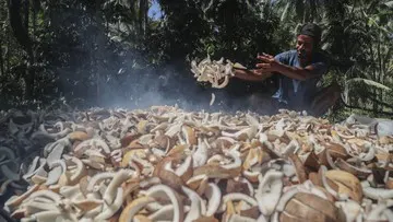 Peran Kopra sebagai Sumber Penghasilan Petani Pulau Meti