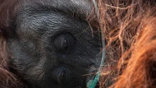 Kemenhut Konfirmasi Orang Utan 'Sempurna' Mati Diduga Akibat Asap