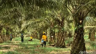 Membangun Industri Sawit Berkelanjutan untuk Pertumbuhan Ekonomi di Pangkalan Bun