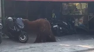 Kronologi Orang Utan Solo Safari Lepas hingga Masuk ke Area Parkir Rumah Makan