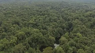 Panduan Kepatuhan Hukum Usaha Alat Berat, Pelajaran dari Kasus Taman Nasional Bukit Barisan Selatan