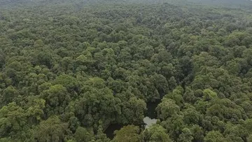 Panduan Kepatuhan Hukum Usaha Alat Berat, Pelajaran dari Kasus Taman Nasional Bukit Barisan Selatan