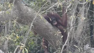Nasib Orangutan di Tengah Kepungan Karhutla Kalimantan dan Ancaman Ekologisnya