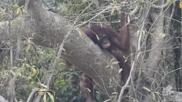 Nasib Orangutan di Tengah Kepungan Karhutla Kalimantan dan Ancaman Ekologisnya