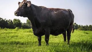 Sapi Angus Wyatt W50 Pecahkan Rekor Lelang di Australia, Terjual Rp 7,4 Miliar