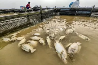 Dampak Kemarau terhadap Pendapatan Petani Keramba di Sungai Batanghari
