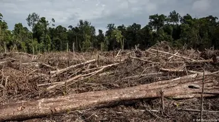 Pelaku Perusakan Hutan Dihukum Mati, Jejak Ketegasan Hukum Lingkungan Era Majapahit