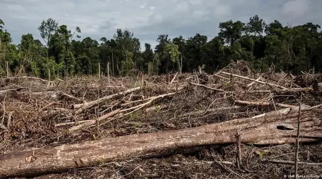 Pelaku Perusakan Hutan Dihukum Mati, Jejak Ketegasan Hukum Lingkungan Era Majapahit