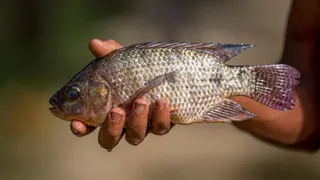 Ikan Nila Picu Bencara Besar, Tetangga RI Umumkan Situasi Darurat