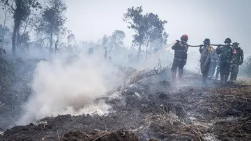 5.000 ASN Dikerahkan Tangani Karhutla di 6 Provinsi, Penempatan dan Fokus Tugas