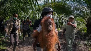 Asap Karhutla Memprihatinkan Sampai Bikin Orang Utan Pingsan di Ketapang