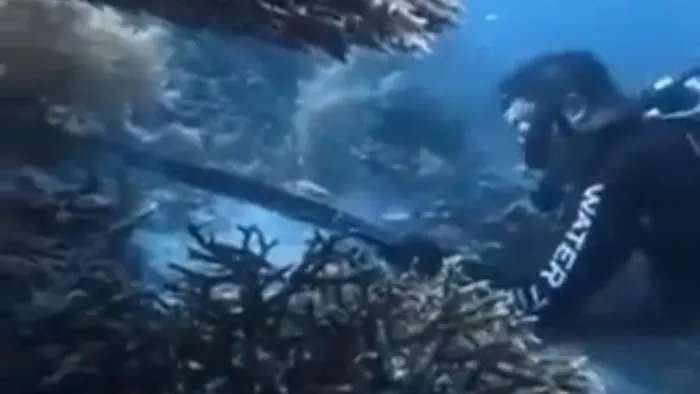 WN China Diamankan di Bandara Makassar Usai Diduga Buru dan Santap Penyu di Raja Ampat