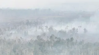 Kabut Asap Mengancam Bandara Kalimantan Selatan, BNPB Prioritaskan Penanganan Lahan 8.900 Hektar