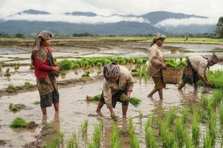 Realisasi Anggaran Pertanian Aceh Capai Rp 231,27 Miliar, 23 Ribu Hektare Lahan Masuk Kontrak Konstruksi