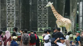 Pramono Pertimbangkan Usulan Penyesuaian Tarif Tiket Masuk Ragunan Maksimal Rp 10 Ribu
