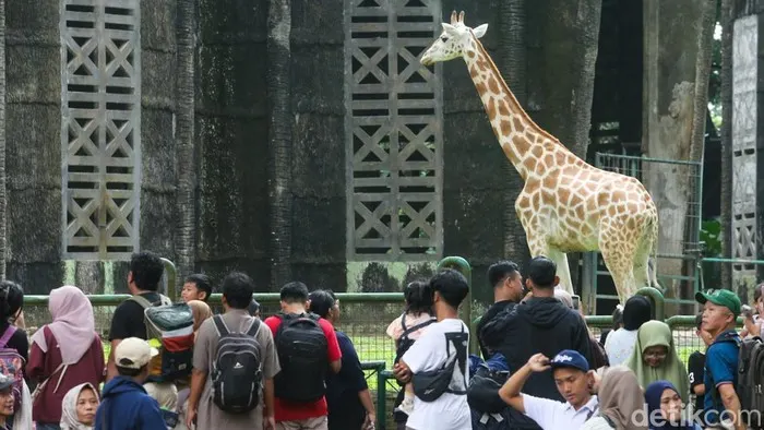 Pramono Pertimbangkan Usulan Penyesuaian Tarif Tiket Masuk Ragunan Maksimal Rp 10 Ribu