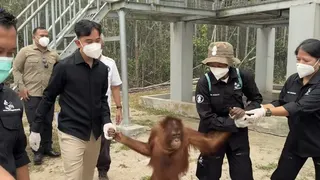 Momen Gibran Gandeng Tangan Orangutan di Palangka Raya Saat Kunjungi Pusat Rehabilitasi BOSF