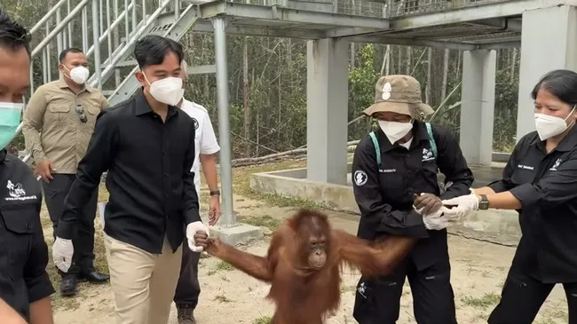 Momen Gibran Gandeng Tangan Orangutan di Palangka Raya Saat Kunjungi Pusat Rehabilitasi BOSF