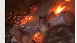 Burung Hantu di NTT Dibakar Hidup-hidup, 3 Pelaku Ditangkap Usai Video Viral