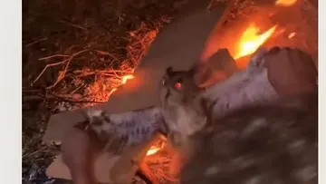 Burung Hantu di NTT Dibakar Hidup-hidup, 3 Pelaku Ditangkap Usai Video Viral