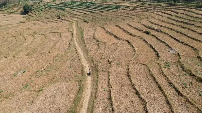 24 Kabupaten/Kota di Jawa Timur Berstatus Darurat Kekeringan