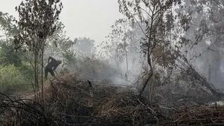 Penanganan Karhutla di Enam Provinsi, BNPB Catat 8.900 Hektare Lahan Terbakar di Kalimantan Selatan dan Siagakan Satgas Udara