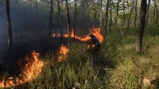 Kebakaran Lahan Bangka Tengah Tembus 118 Hektare, BPBD Rilis Panduan Keselamatan Lingkungan