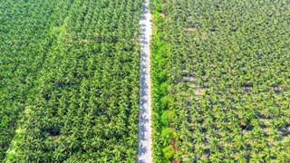 Restrukturisasi Utang PT Bakrie Sumatera Plantations Tbk (UNSP) Melalui Private Placement Rp4,35 Triliun