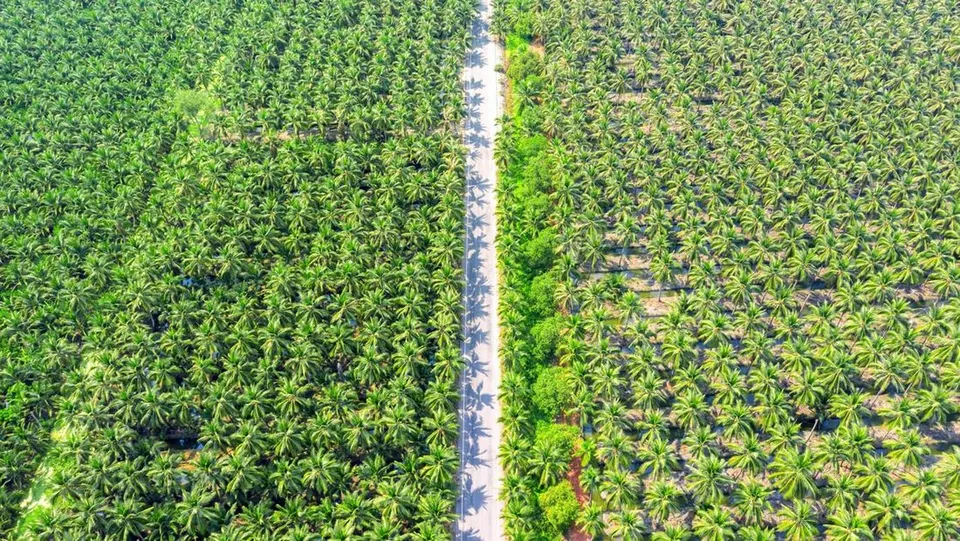Restrukturisasi Utang PT Bakrie Sumatera Plantations Tbk (UNSP) Melalui Private Placement Rp4,35 Triliun