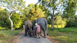Taman Nasional Way Kambas Masih Terbakar, Gajah Liar Dipastikan Aman, Situasi Lapangan dan Upaya Pemadaman Terkini
