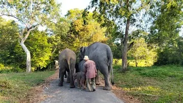 Taman Nasional Way Kambas Masih Terbakar, Gajah Liar Dipastikan Aman, Situasi Lapangan dan Upaya Pemadaman Terkini