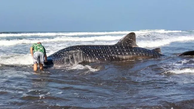 Seekor Hiu Paus Terdampar di Pantai Pengeragoan Jembrana