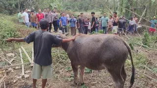 Kerbau Jatuh ke Sumur 11 Meter di Serang Berhasil Dievakuasi Petugas