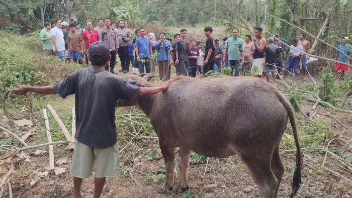 Kerbau Jatuh ke Sumur 11 Meter di Serang Berhasil Dievakuasi Petugas