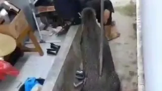Aksi Relawan SPPG di Kuningan Menahan Babi Hutan demi Lindungi Warga