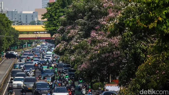 Kala Warga Jakarta Rasakan Nuansa Jepang Lewat Mekarnya Tabebuya