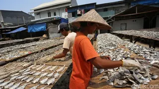 Puncak Kemarau, Pengrajin Ikan Asin di Muara Angke Raup Keuntungan